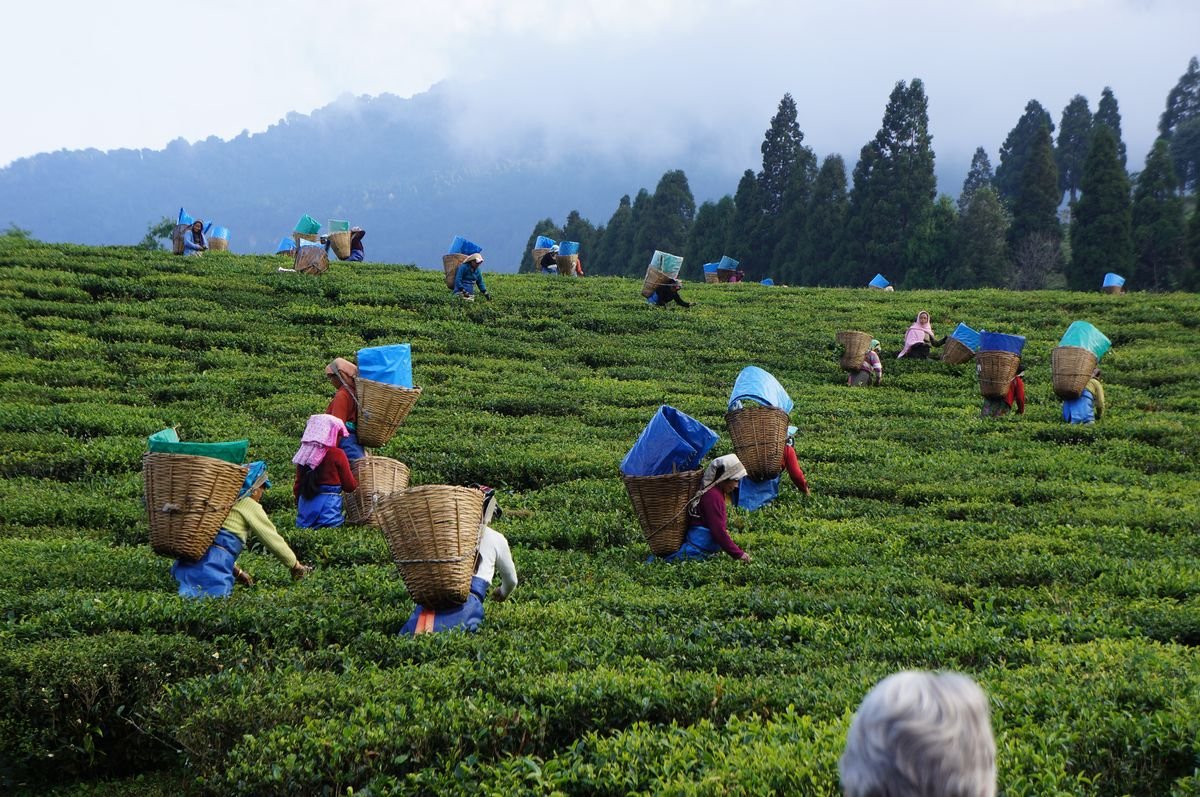 Scenic Tea Gardens of Assam